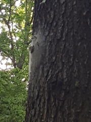 Thaumetopoea processionea