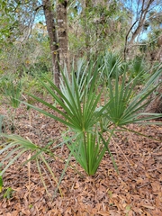 Sabal palmetto