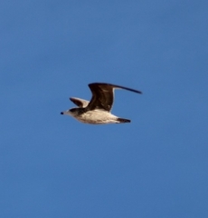Larus californicus