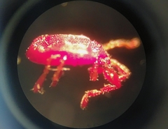 Microtrombidiidae