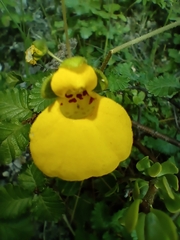 Calceolaria biflora