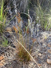 Juncus cephalotes