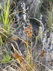Juncus cephalotes