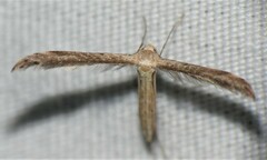 Lioptilodes albistriolatus