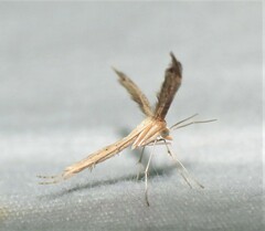 Lioptilodes albistriolatus