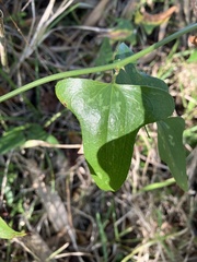Smilax auriculata