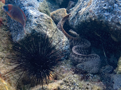 Gymnothorax pictus