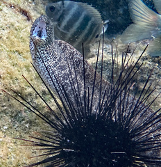 Gymnothorax pictus