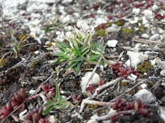 Poa badensis