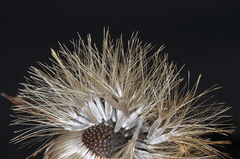 Cnicothamnus lorentzii