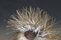 Cnicothamnus lorentzii