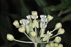 Asclepias mellodora