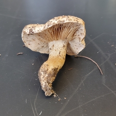 Agaricales