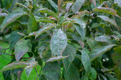 Erysiphaceae
