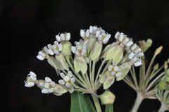 Asclepias mellodora
