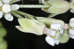 Asclepias mellodora
