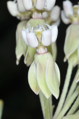 Asclepias mellodora