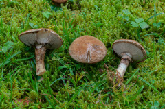 Suillus viscidus
