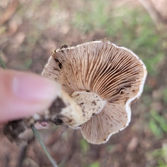 Agaricales