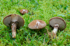 Suillus viscidus