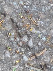 Eciton burchellii parvispinum