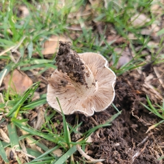 Agaricales