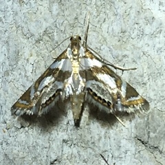 Chrysendeton medicinalis