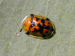 Aspidimorpha deusta