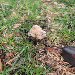Agaricales