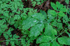 Erysiphe macleayae