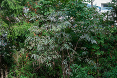 Erysiphe vanbruntiana