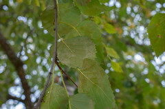 Phyllactinia betulae