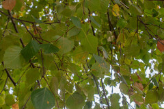 Melampsoridium betulinum