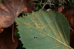Melampsoridium betulinum
