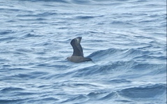 Stercorarius skua