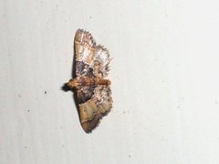 Pyralis pictalis