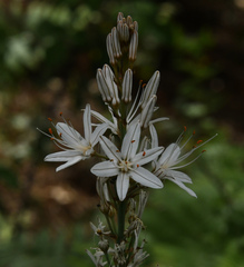 Asphodelus ramosus