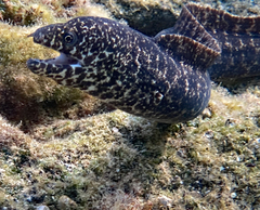 Gymnothorax pictus