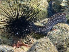 Gymnothorax pictus