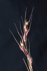 Piptochaetium panicoides