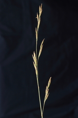 Festuca humilior
