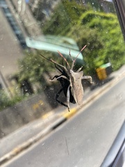 Elasmopoda