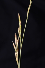 Festuca humilior