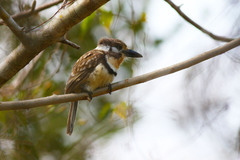 Hypnelus ruficollis