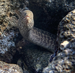 Gymnothorax pictus