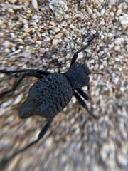 Philolithus aegrotus