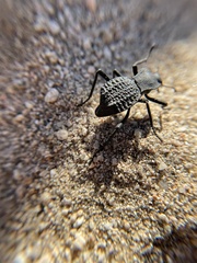 Philolithus aegrotus