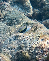 Rhinecanthus rectangulus