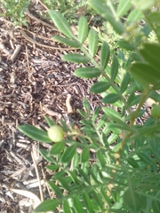 Schinus lentiscifolia