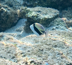 Rhinecanthus rectangulus